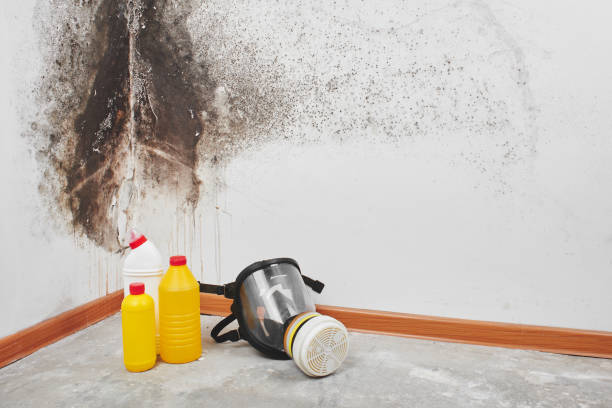 Best Local Mold Removal Service  in Und City, MO