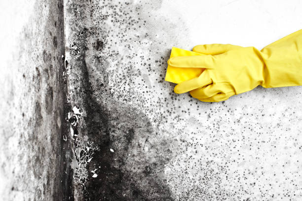 Best Commercial Mold Removal  in Und City, MO