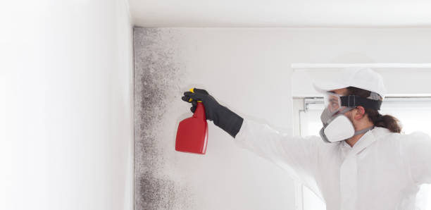 Best Attic Mold Removal  in Und City, MO